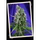 AUTO SWEET TRAINWRECK * SWEET SEEDS FEMINIZED 3 SEMI 