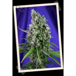 AUTO SWEET TRAINWRECK * SWEET SEEDS FEMINIZED 3 SEMI 