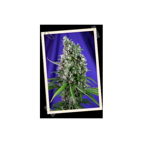 AUTO SWEET TRAINWRECK * SWEET SEEDS FEMINIZED 3 SEMI 