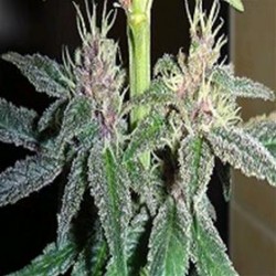 VIOLETTA * ACE SEEDS 5 SEMI FEM