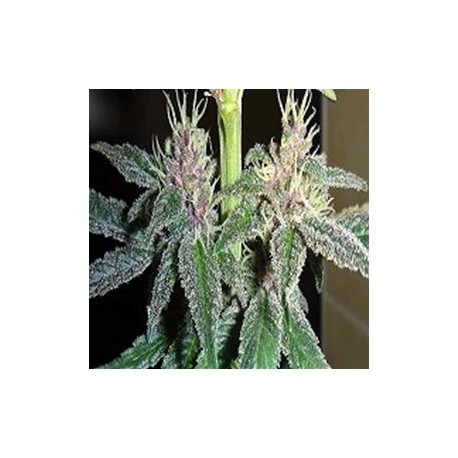 VIOLETTA * ACE SEEDS 5 SEMI FEM