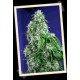 BIG DEVIL F1 FAST VERSION * SWEET SEEDS FEMINIZED 3 SEMI 