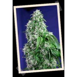 BIG DEVIL F1 FAST VERSION * SWEET SEEDS FEMINIZED 3 SEMI 