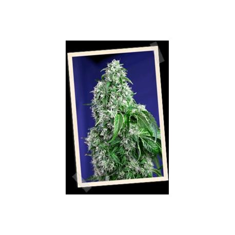 BIG DEVIL F1 FAST VERSION * SWEET SEEDS FEMINIZED 3 SEMI 