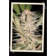 S.A.D. SWEET AFGANI DELICIOUS F1 FAST VERSION * SWEET SEEDS FEMINIZED 3 SEMI 