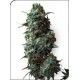 AFGHAN KUSH * SENSI WHITE LABEL 10 SEMI REG