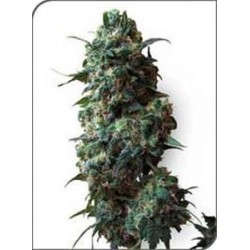 AFGHAN KUSH * SENSI WHITE LABEL 10 SEMI REG