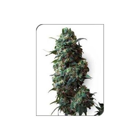 AFGHAN KUSH * SENSI WHITE LABEL 10 SEMI REG