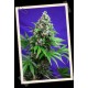 KILLER KUSH F1 FAST VERSION * SWEET SEEDS FEMINIZED 3 SEMI 