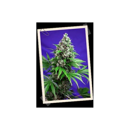 KILLER KUSH F1 FAST VERSION * SWEET SEEDS FEMINIZED 3 SEMI 