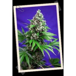 KILLER KUSH F1 FAST VERSION * SWEET SEEDS FEMINIZED 5 SEMI 