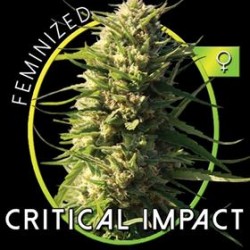 CRITICAL IMPACT* VISION SEEDS 5 SEMI FEM