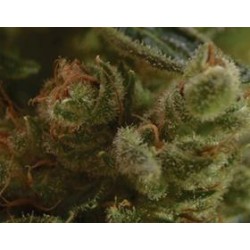 ONE TO ONE * CBD SEEDS 10 SEMI FEM