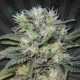 AUTO CHEMDOG* AUTO SEEDS 5 SEMI FEM