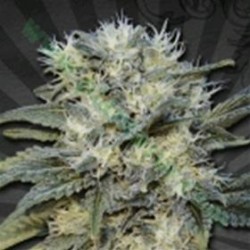 AUTO CHEMDOG* AUTO SEEDS 3 SEMI FEM