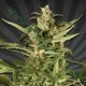 JUICY LUCY (EX AUTO POUNDER WITH CHEESE)* AUTO SEEDS 3 SEMI FEM