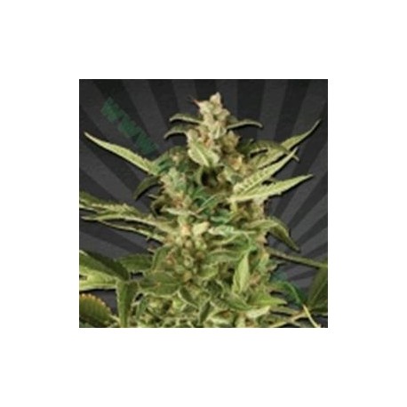 JUICY LUCY (EX AUTO POUNDER WITH CHEESE)* AUTO SEEDS 3 SEMI FEM