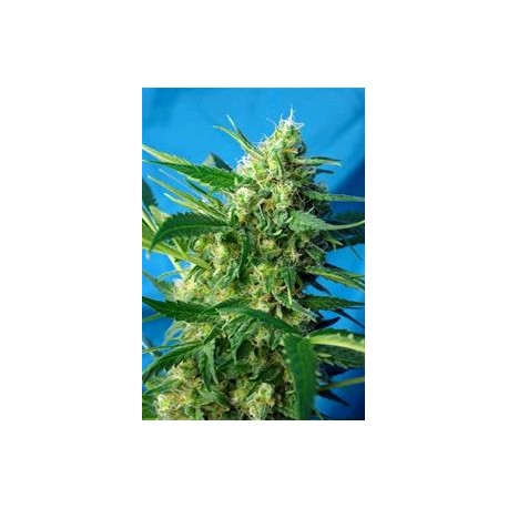 ICE COOL AUTO * SWEET SEEDS FEMINIZED 3 SEMI 