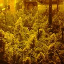 CBD INDICA MIX* CBD- CREW SEEDS 5 SEMI FEM