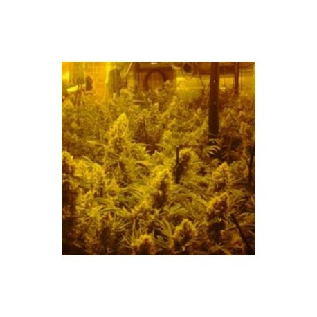 CBD INDICA MIX* CBD- CREW SEEDS 5 SEMI FEM