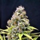 SHARK SHOCK* CBD- CREW SEEDS 5 SEMI FEM