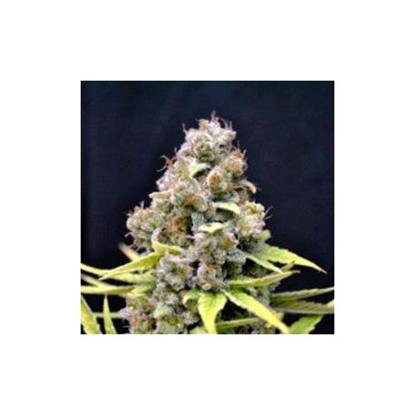 SHARK SHOCK* CBD- CREW SEEDS 5 SEMI FEM