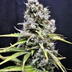 SKUNK HAZE * CBD- CREW SEEDS 5 SEMI FEM