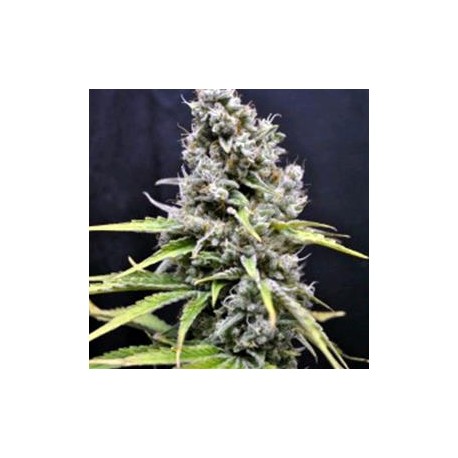 SKUNK HAZE * CBD- CREW SEEDS 5 SEMI FEM