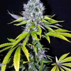 YUMMY * CBD- CREW SEEDS 5 SEMI FEM