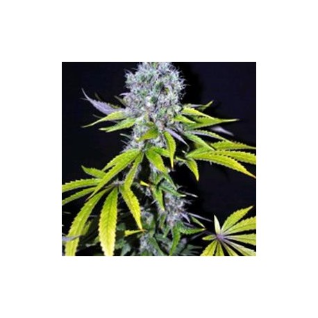 YUMMY * CBD- CREW SEEDS 5 SEMI FEM