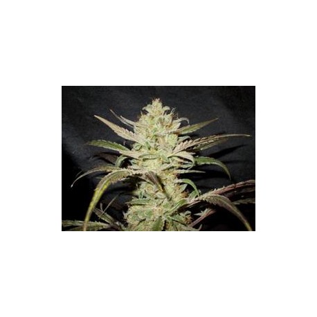 UPSTREAM * DELICATESSEN 12 SEMI FEM