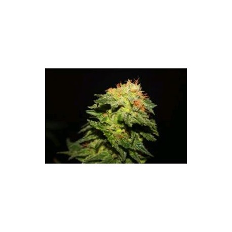 R-KIEM * R-KIEM SEEDS 10 SEMI REG