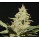 NEGRA 44 * R-KIEM SEEDS 5 SEMI FEM 