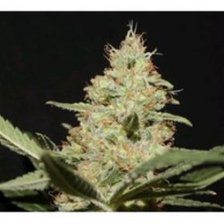 NEGRA 44 * R-KIEM SEEDS 5 SEMI FEM 