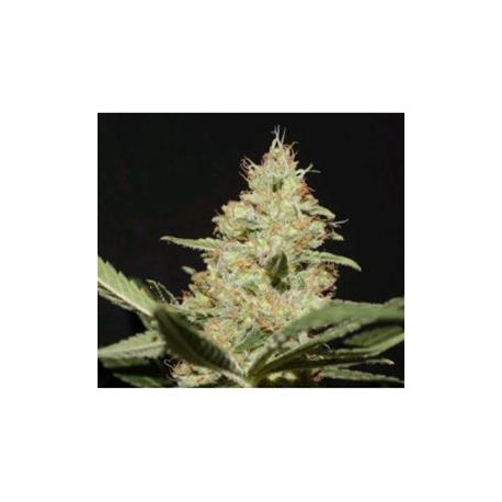 NEGRA 44 * R-KIEM SEEDS 5 SEMI FEM 