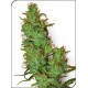 JACK HERER * SENSI WHITE LABEL 10 SEMI REG 