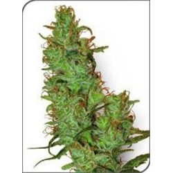 JACK HERER * SENSI WHITE LABEL 10 SEMI REG 