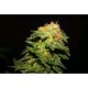 R-KIEM * R-KIEM SEEDS 1 SEME REG