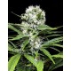 COLLECIONISTA 1 * RIPPER SEEDS 6 SEMI FEM 