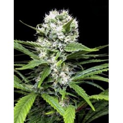 COLLECIONISTA 1 * RIPPER SEEDS 6 SEMI FEM 