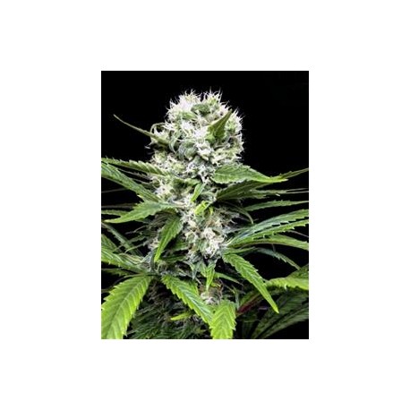 COLLECIONISTA 1 * RIPPER SEEDS 6 SEMI FEM 