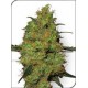 MASTER KUSH * SENSI WHITE LABEL 10 SEMI REG 