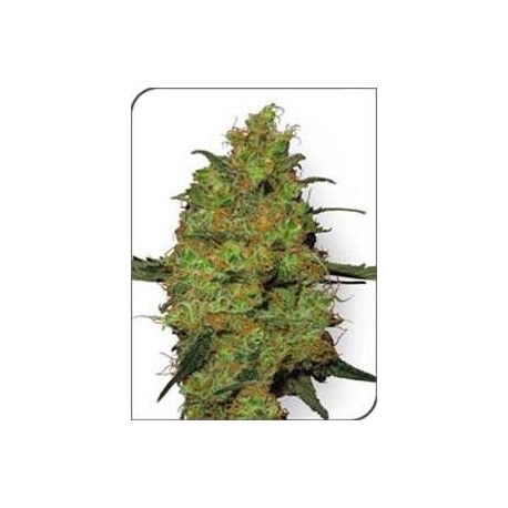 MASTER KUSH * SENSI WHITE LABEL 10 SEMI REG 