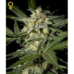 WHITE WIDOW AUTO * GREEN HOUSE FEMINIZED 5 SEMI 