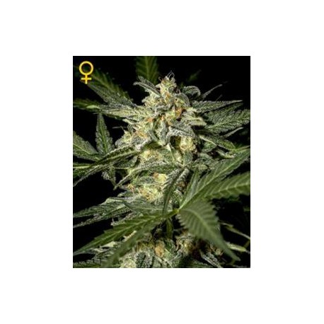 WHITE WIDOW AUTO * GREEN HOUSE FEMINIZED 5 SEMI 