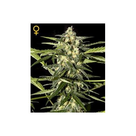 JACK HERER AUTO * GREEN HOUSE FEMINIZED 5 SEMI 