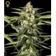 JACK HERER AUTO * GREEN HOUSE FEMINIZED 3 SEMI 