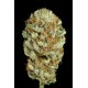 BLUE KUSH * DINAFEM SEEDS 3 SEMI FEM