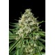 CRITICAL + 2.0 * DINAFEM SEEDS 1 SEME FEM 