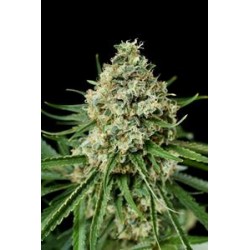 CRITICAL + 2.0 * DINAFEM SEEDS 1 SEME FEM 